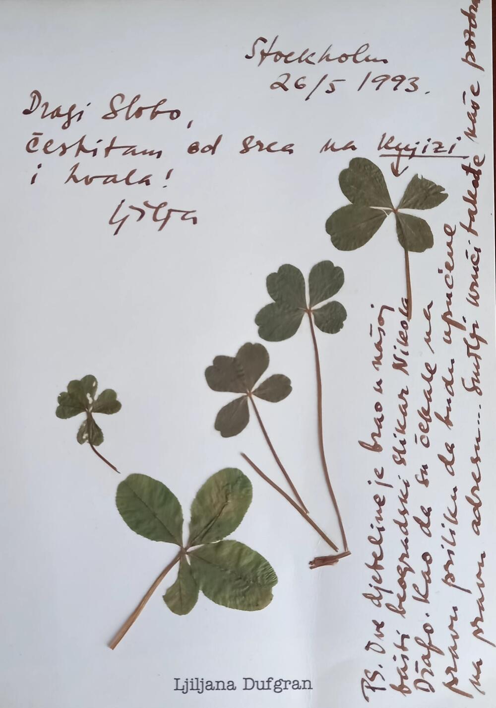 Pismo Ljilje Boričić Dufgran s djetelinama koje je u njenoj stokholmskoj bašti ubrao slikar Nikola Džafo 