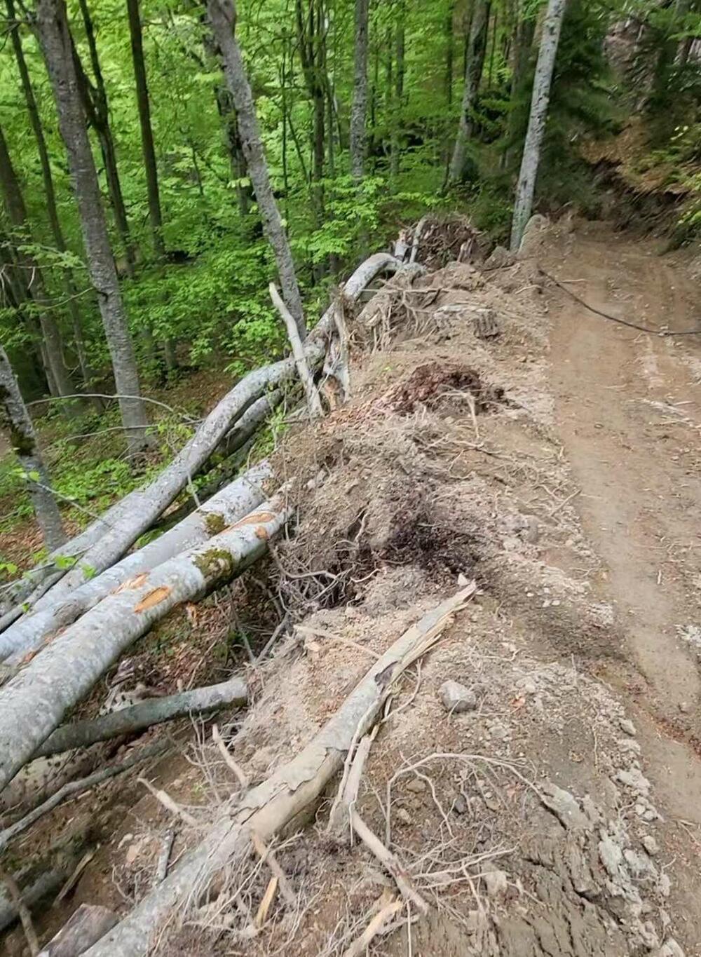 <p>"Cijeli kilometar puta je probijen teškim mašinama koje su osim stabala preturile i veće količine zemlje što dodatno urušava ekosistem u inače zakonom zaštićenoj prirodnoj zoni"</p>