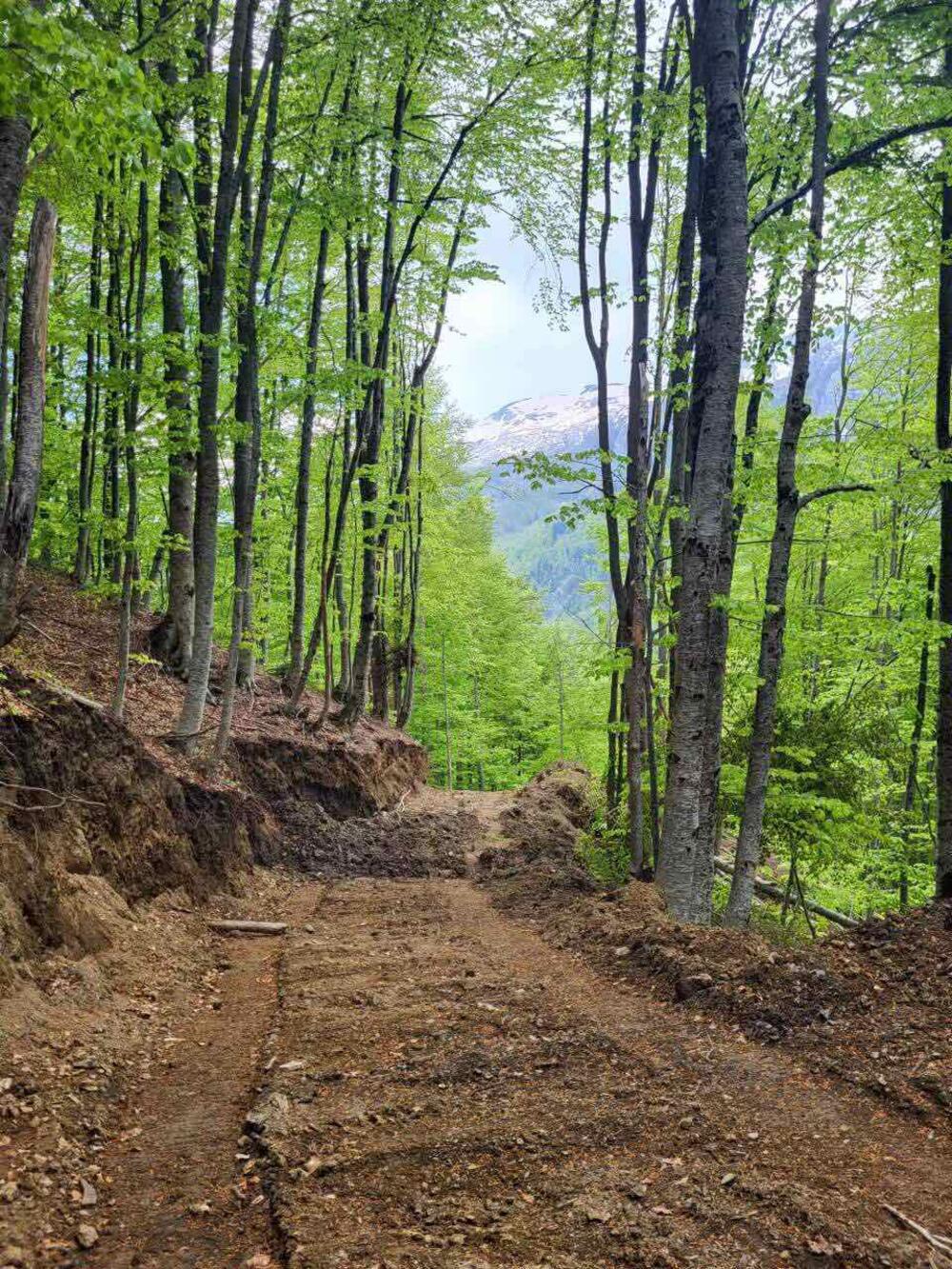<p>"Cijeli kilometar puta je probijen teškim mašinama koje su osim stabala preturile i veće količine zemlje što dodatno urušava ekosistem u inače zakonom zaštićenoj prirodnoj zoni"</p>