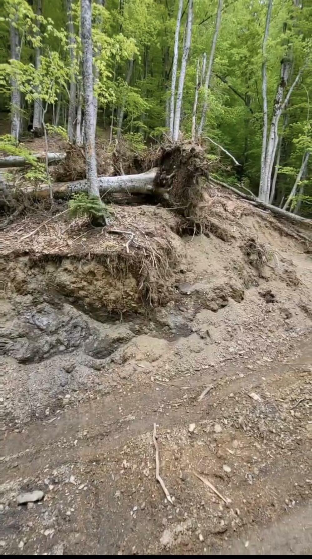 <p>"Cijeli kilometar puta je probijen teškim mašinama koje su osim stabala preturile i veće količine zemlje što dodatno urušava ekosistem u inače zakonom zaštićenoj prirodnoj zoni"</p>