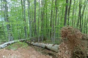Vuković: U NP Prokletije zbog probijanja puta oboreno 270 stabala