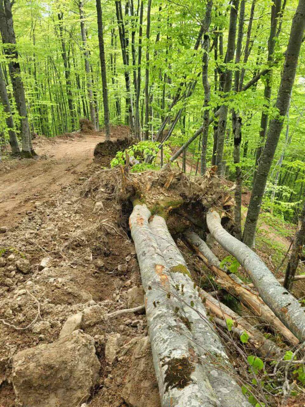 <p>"Cijeli kilometar puta je probijen teškim mašinama koje su osim stabala preturile i veće količine zemlje što dodatno urušava ekosistem u inače zakonom zaštićenoj prirodnoj zoni"</p>