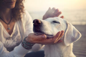 Psi mogu da nanjuše stres u dahu njihovog vlasnika