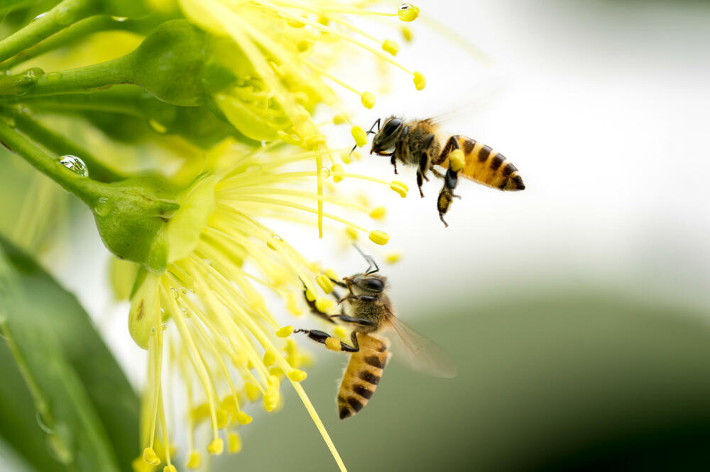 Pčele i pčelarstvo u Crnoj Gori