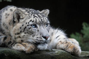 Ima nade za snježne leoparde, našli utočište oko Mont Everesta