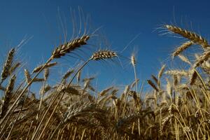 Srbija ukinula zabranu izvoza pšenice i kukuruza