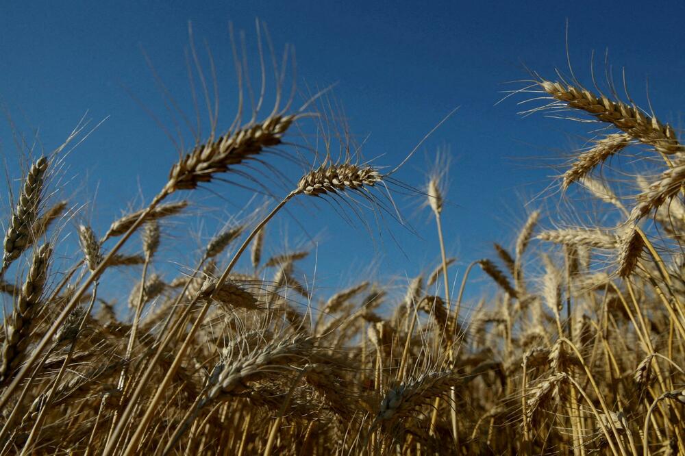Pšenica u regionu Kijeva, Foto: Reuters
