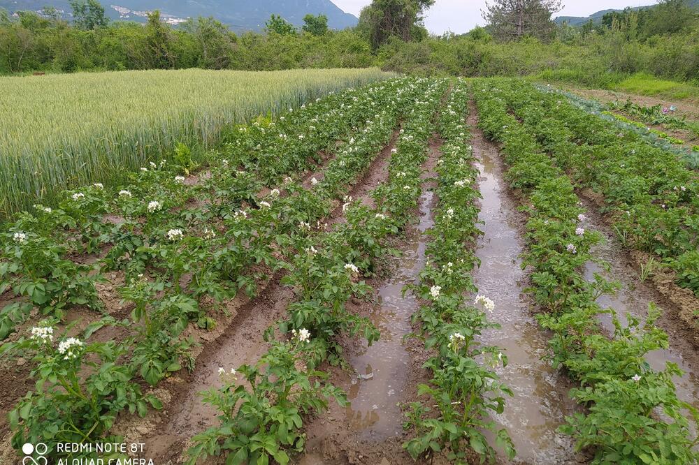 Sa gazdinstva najvećeg poljoprivrednog proizvođača u Tivtu Vladimira Španovića, Foto: Siniša Luković