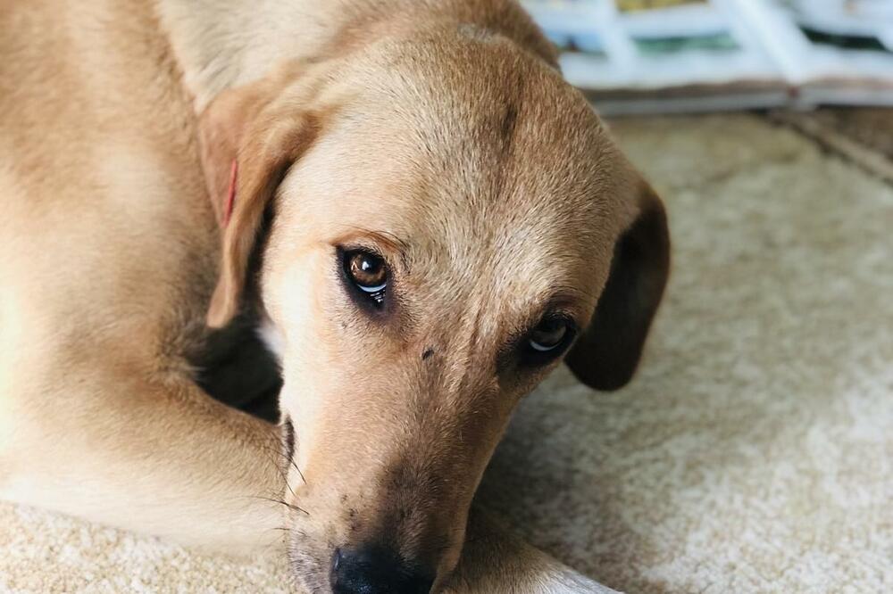 Nestala pitoma ženka, Foto: Samir Adrović