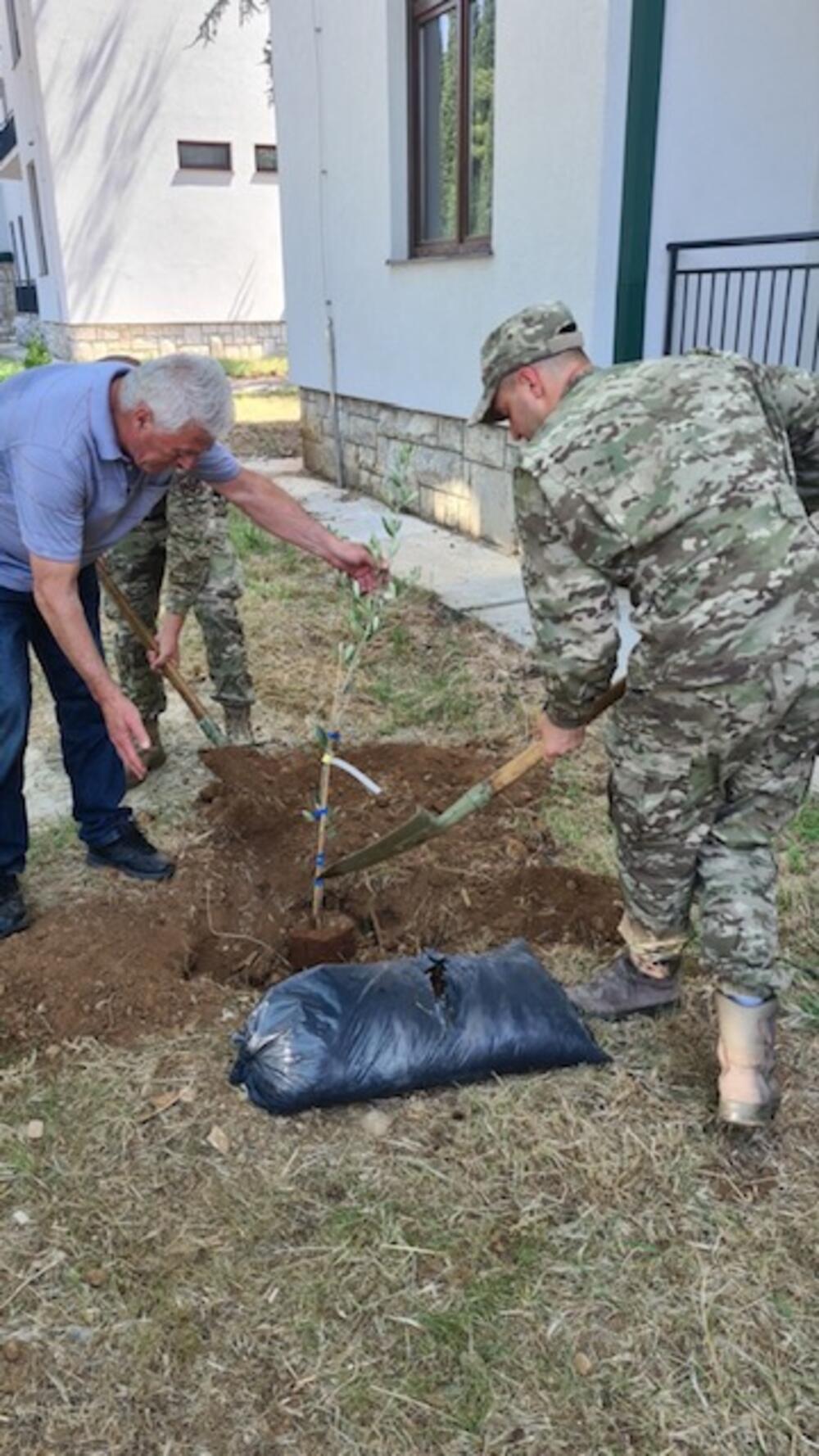 <p>Kako su navodi stabljike je donirala NVO "Info Sport" iz Bara</p>