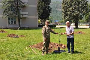 Crnogorski vojnici zasadili masline u čast petogodišnjice članstva...