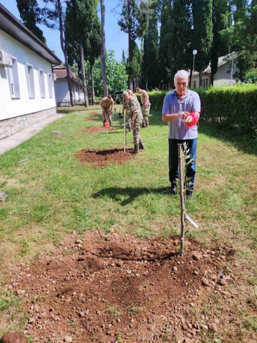 <p>Kako su navodi stabljike je donirala NVO "Info Sport" iz Bara</p>