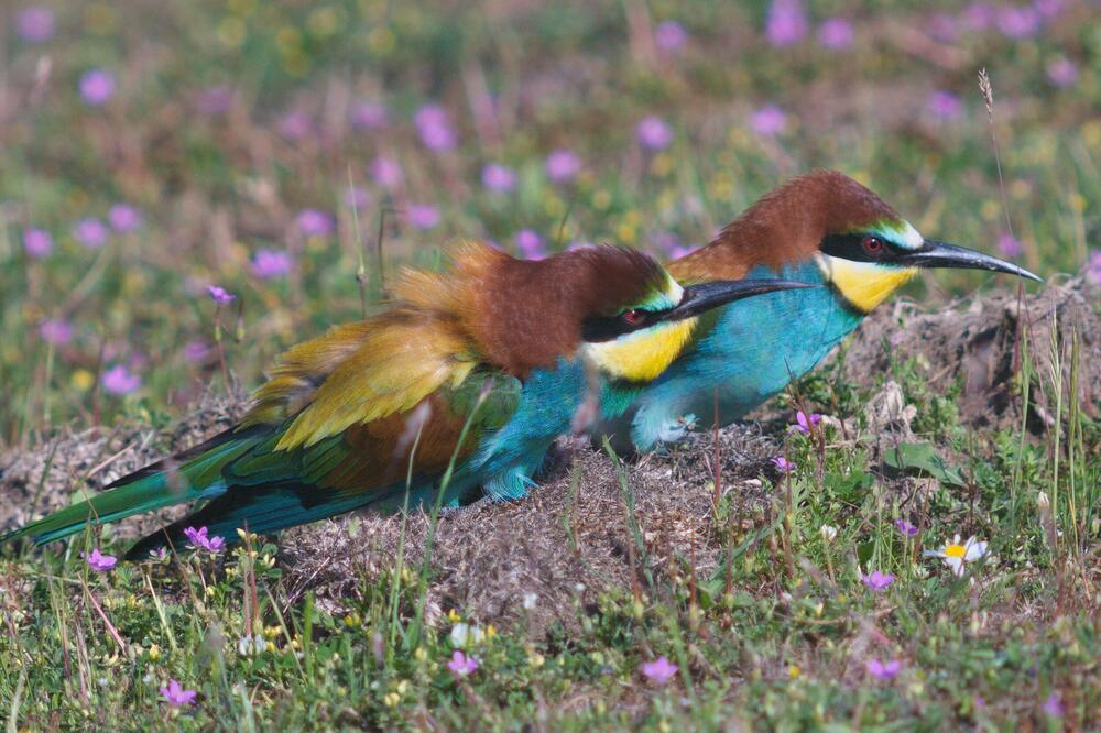 Uništena kolonija pčelarica u Ulcinju, Foto: CZIP