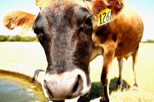 Novozelandski farmeri će plaćati porez na podrigivanje krava i...