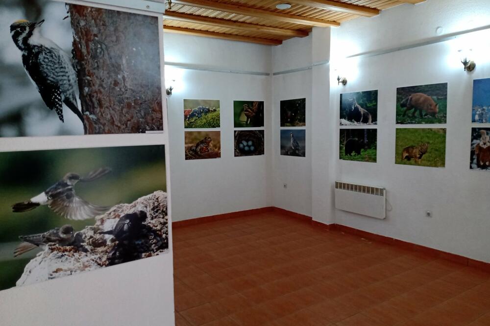 Sa izložbe, Foto: izložba BP