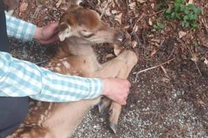 Povrijeđeno mladunče košute ima prelome nogu: Veterinar odlučio da...