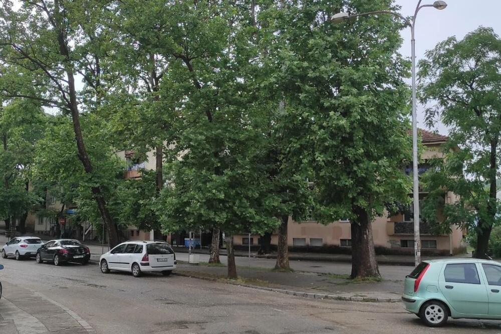 Agencija: Infrastrukturu treba prilagoditi drvoredu, Foto: Darko Zarubica