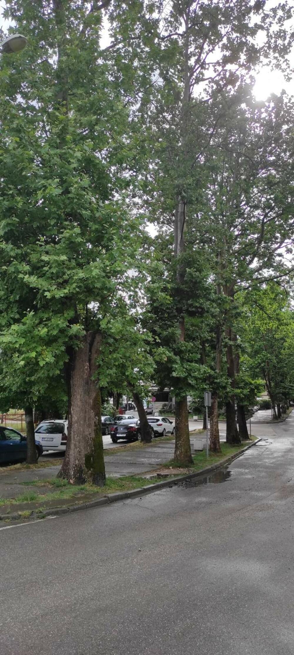 Višedecenijski platani nalaze se u neposrednoj blizini ograde osnovne škole