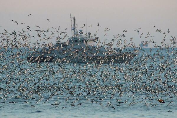 Mine stoje između ukrajinskog žita i svijeta