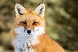 Počela oralna vakcinacija lisica i divljih mesojeda protiv bjesnila