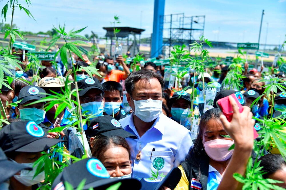 Tajlandski ministar javnog zdravlja Anutin Čarnvirakul prisustvuje akciji dodjele milion besplatnih biljaka kanabisa 10. juna 2022., Foto: Rojters