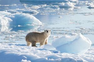 Dobre vijesti sa Arktika - polarni medvjedi na Grenlandu...