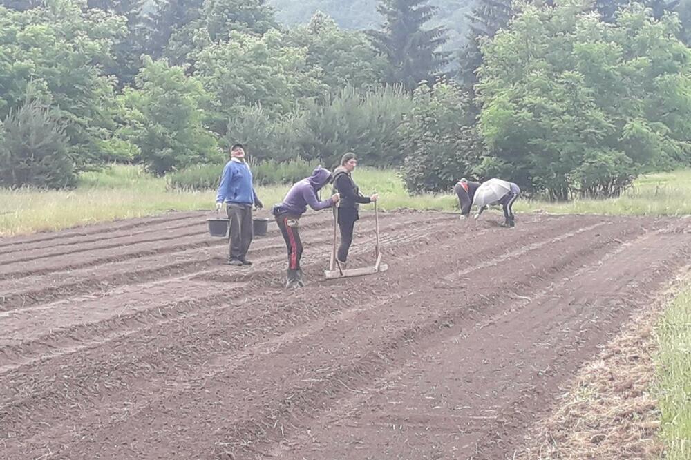 Rasadnik u Kolašinu, Foto: Dragana Šćepanović