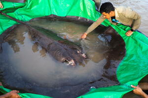 U Kambodži ulovljena do sada najveća slatkovodna riba na svijetu