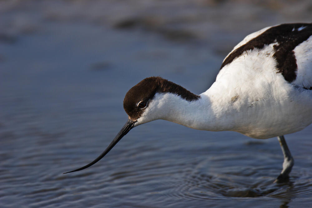 Ptica sabljarka, Foto: Shutterstock