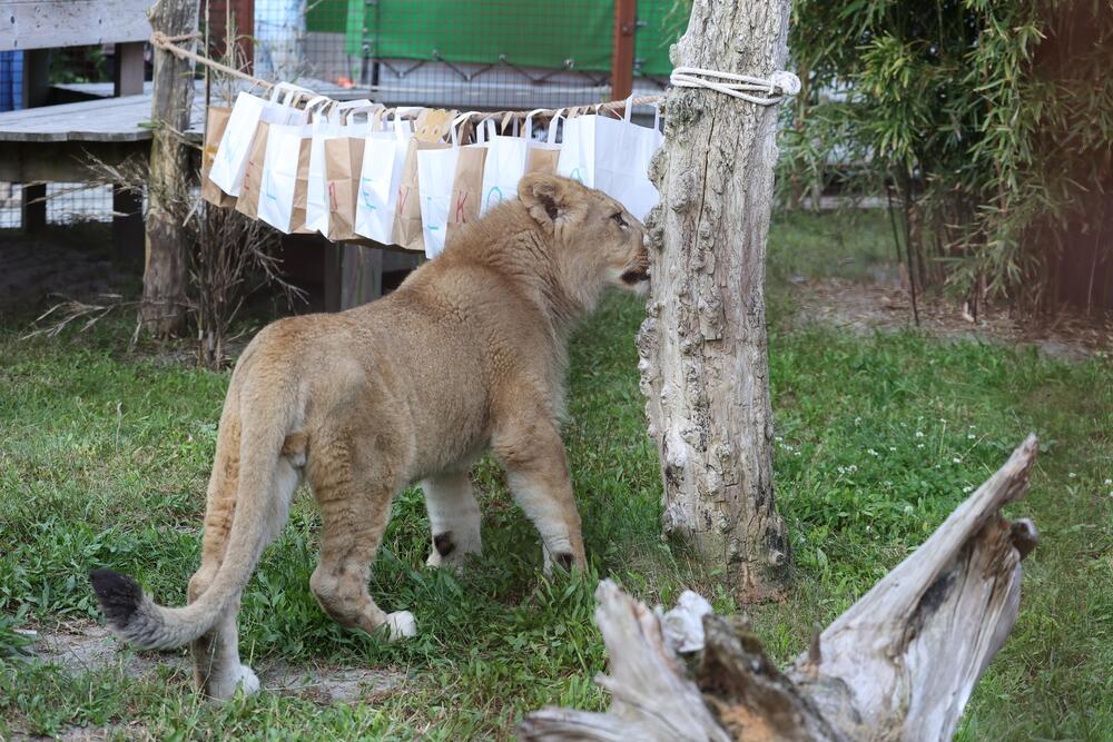 <p>"Sve je prošlo dobro. Veliko hvala ekipi na efikasnoj vožnji preko granica do Nikolinog budućeg trajnog doma"</p>