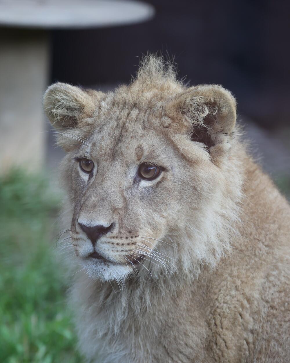<p>"Sve je prošlo dobro. Veliko hvala ekipi na efikasnoj vožnji preko granica do Nikolinog budućeg trajnog doma"</p>