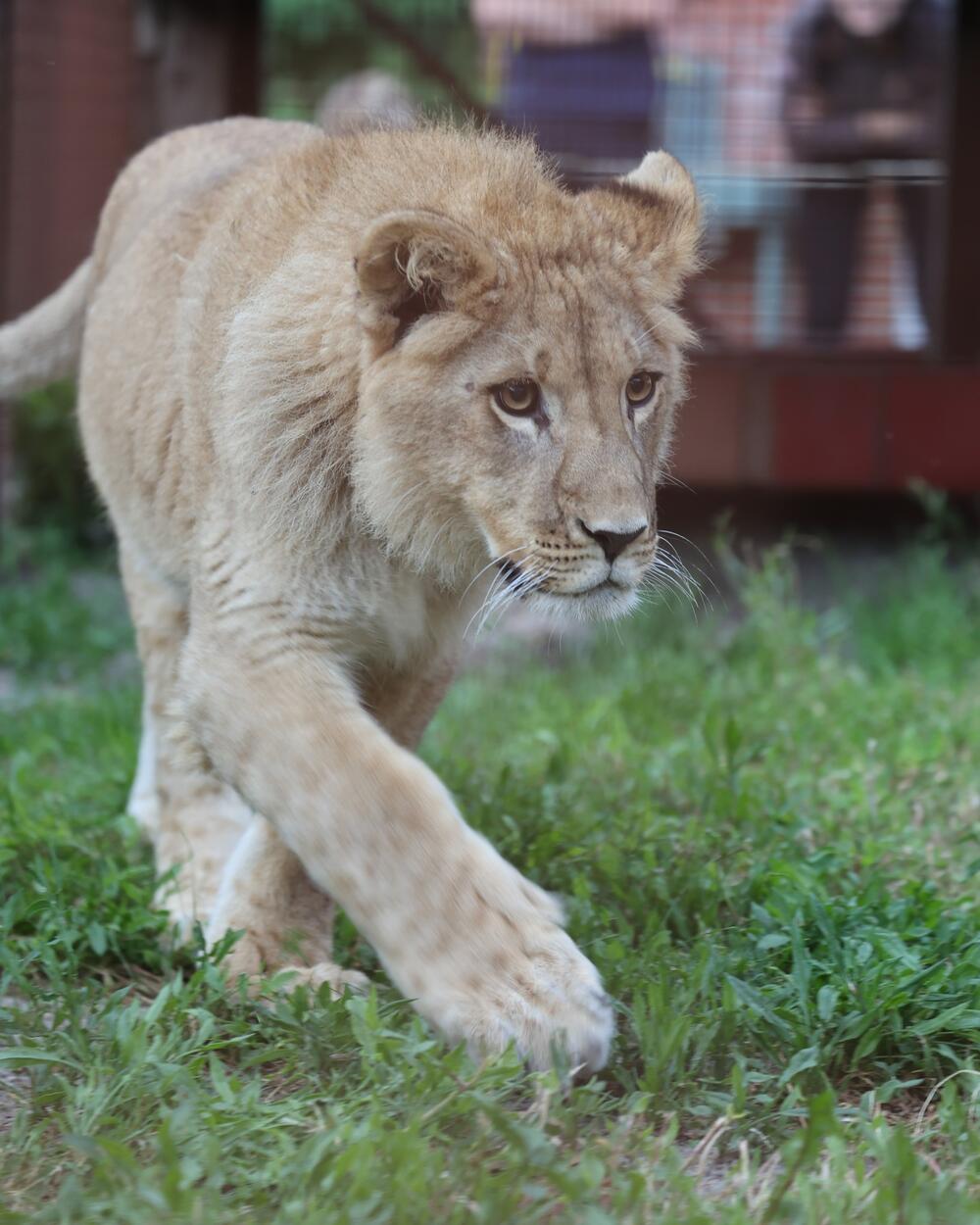<p>"Sve je prošlo dobro. Veliko hvala ekipi na efikasnoj vožnji preko granica do Nikolinog budućeg trajnog doma"</p>