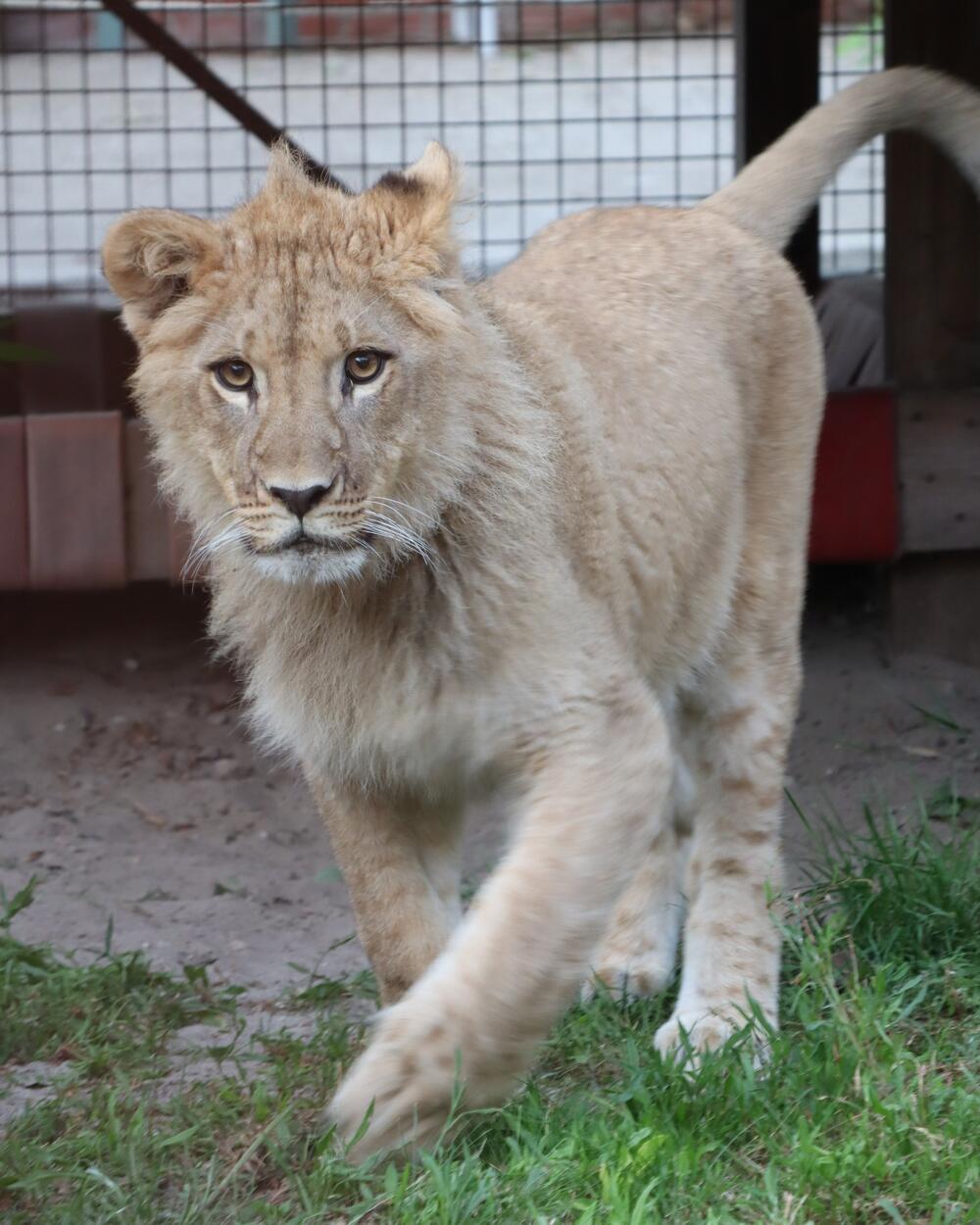 <p>"Sve je prošlo dobro. Veliko hvala ekipi na efikasnoj vožnji preko granica do Nikolinog budućeg trajnog doma"</p>
