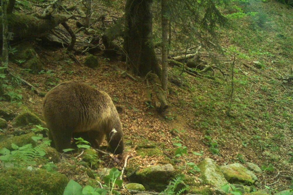 Medvjet - simbol očuvane prirode, Foto: NP Biogradska gora