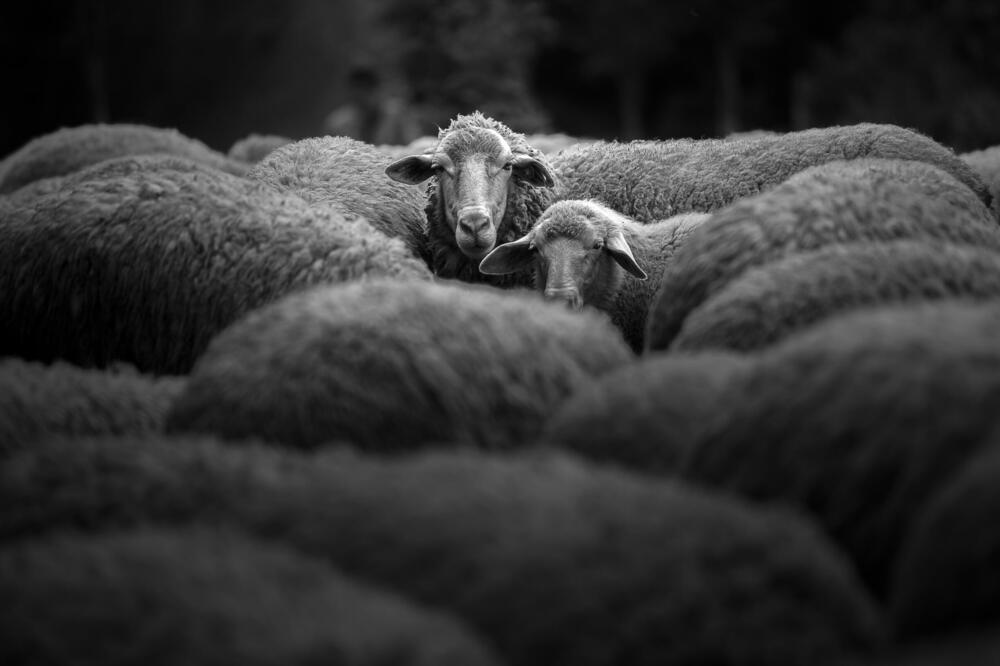 Ilustracija, Foto: Shutterstock