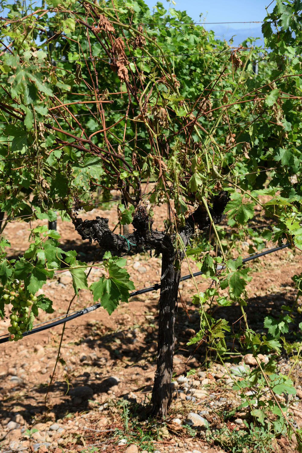 <p>Državni sekretar Budimir Mugoša je rekao da bi bilo pitanje i da li bi za sanaciju štete bio dovoljan i cijeli agrobudžet Ministarstva, zbog čega bi bilo potrebno da Vlada odobri dodatni novac</p>