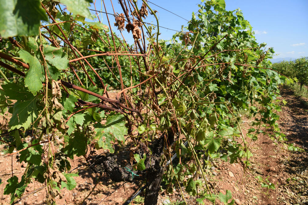 Foto: Boris Pejović