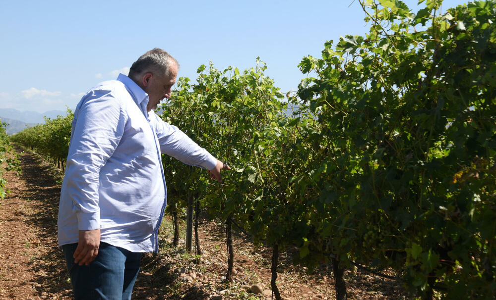 <p>Državni sekretar Budimir Mugoša je rekao da bi bilo pitanje i da li bi za sanaciju štete bio dovoljan i cijeli agrobudžet Ministarstva, zbog čega bi bilo potrebno da Vlada odobri dodatni novac</p>