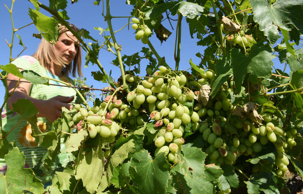 <p>Državni sekretar Budimir Mugoša je rekao da bi bilo pitanje i da li bi za sanaciju štete bio dovoljan i cijeli agrobudžet Ministarstva, zbog čega bi bilo potrebno da Vlada odobri dodatni novac</p>