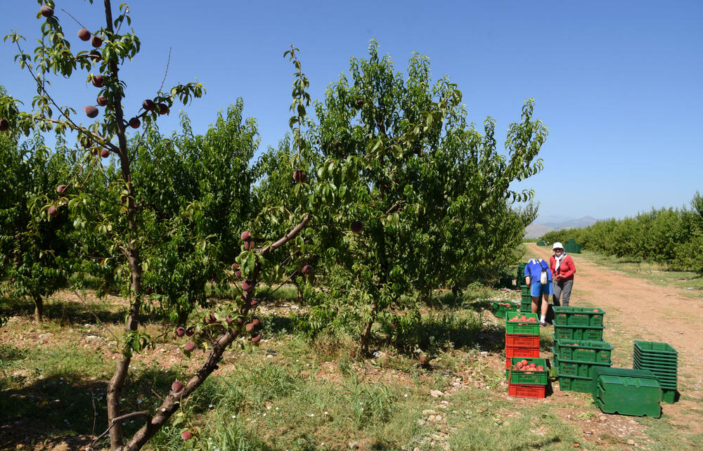 <p>Državni sekretar Budimir Mugoša je rekao da bi bilo pitanje i da li bi za sanaciju štete bio dovoljan i cijeli agrobudžet Ministarstva, zbog čega bi bilo potrebno da Vlada odobri dodatni novac</p>