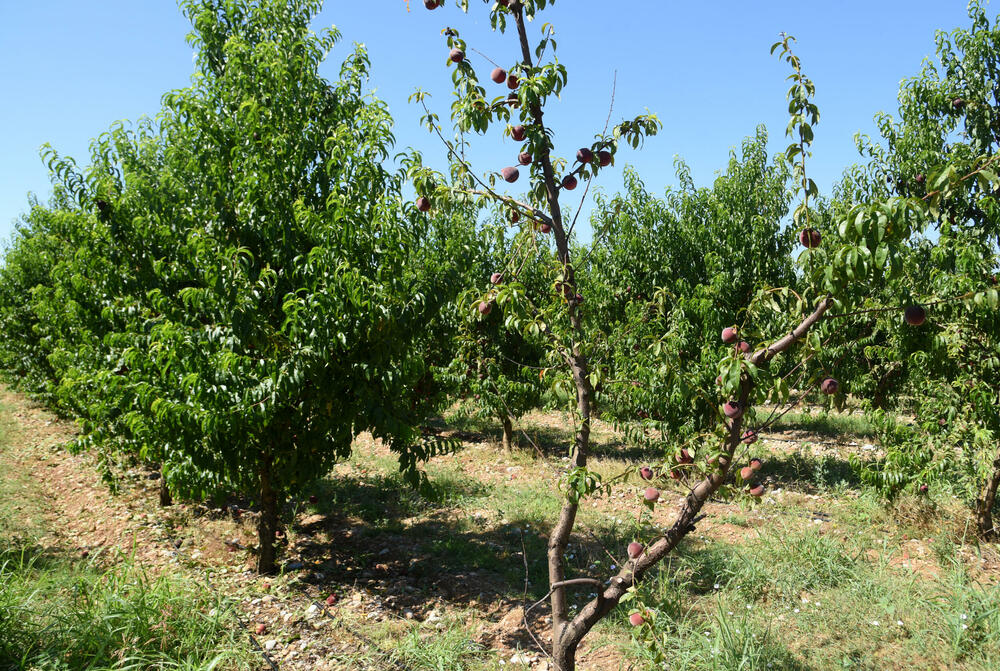 <p>Državni sekretar Budimir Mugoša je rekao da bi bilo pitanje i da li bi za sanaciju štete bio dovoljan i cijeli agrobudžet Ministarstva, zbog čega bi bilo potrebno da Vlada odobri dodatni novac</p>