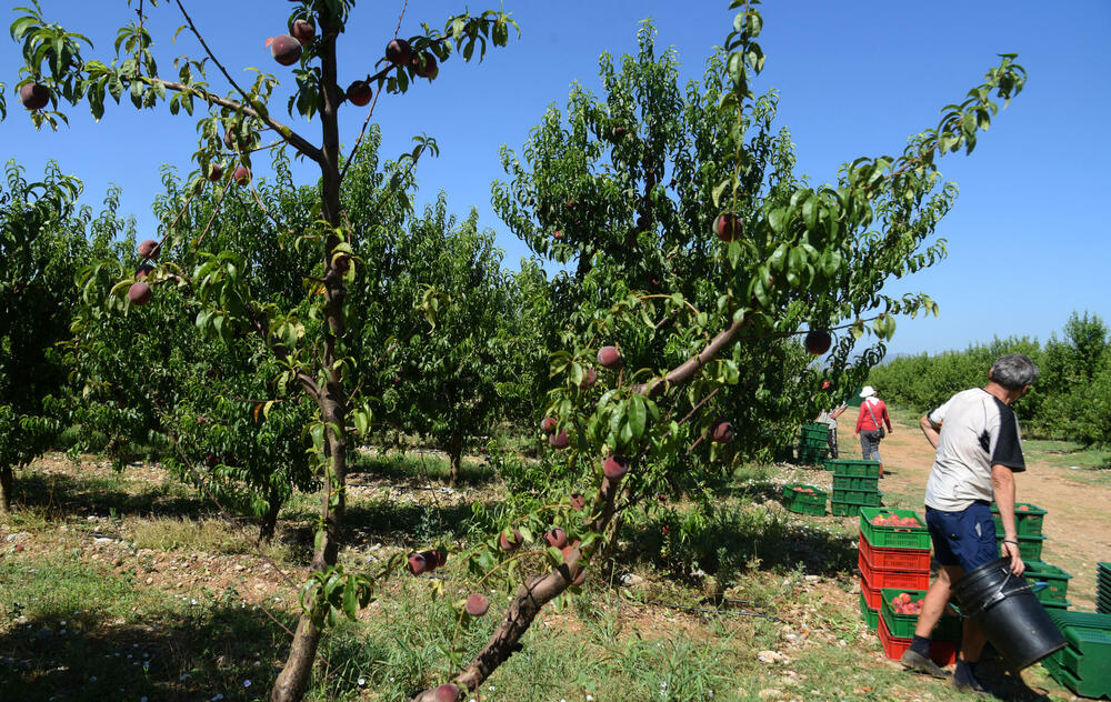 <p>Državni sekretar Budimir Mugoša je rekao da bi bilo pitanje i da li bi za sanaciju štete bio dovoljan i cijeli agrobudžet Ministarstva, zbog čega bi bilo potrebno da Vlada odobri dodatni novac</p>
