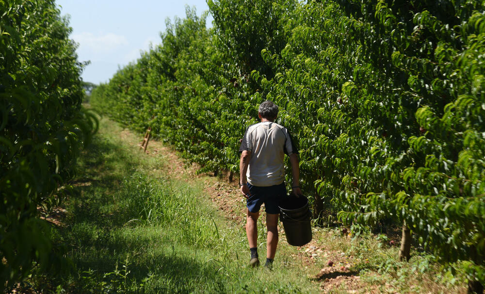 <p>Državni sekretar Budimir Mugoša je rekao da bi bilo pitanje i da li bi za sanaciju štete bio dovoljan i cijeli agrobudžet Ministarstva, zbog čega bi bilo potrebno da Vlada odobri dodatni novac</p>