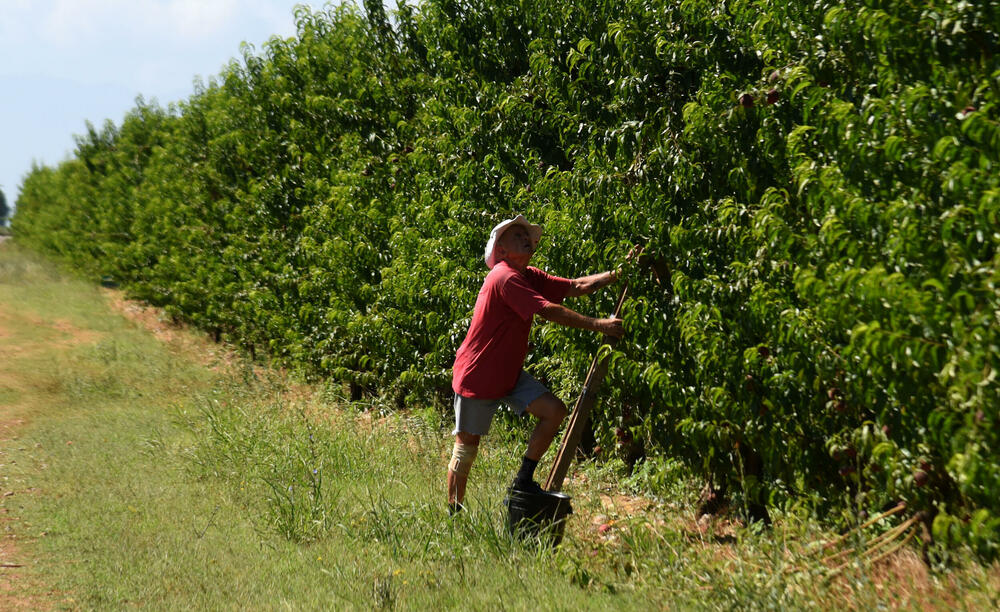 <p>Državni sekretar Budimir Mugoša je rekao da bi bilo pitanje i da li bi za sanaciju štete bio dovoljan i cijeli agrobudžet Ministarstva, zbog čega bi bilo potrebno da Vlada odobri dodatni novac</p>