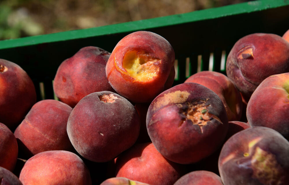 <p>Državni sekretar Budimir Mugoša je rekao da bi bilo pitanje i da li bi za sanaciju štete bio dovoljan i cijeli agrobudžet Ministarstva, zbog čega bi bilo potrebno da Vlada odobri dodatni novac</p>