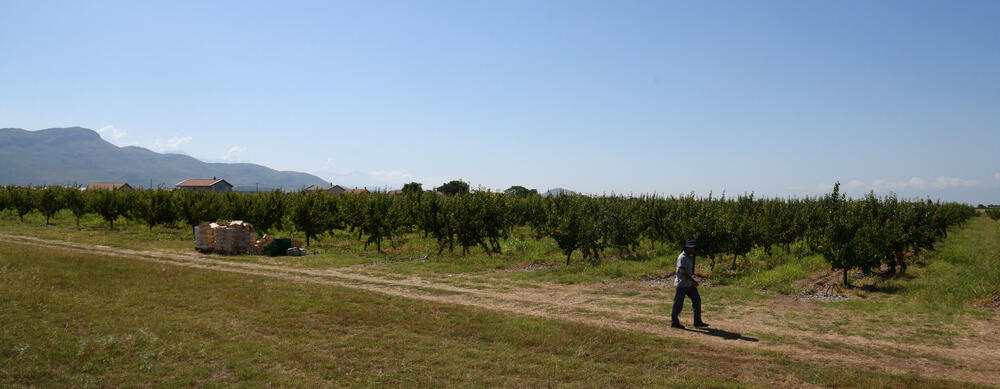 <p>Državni sekretar Budimir Mugoša je rekao da bi bilo pitanje i da li bi za sanaciju štete bio dovoljan i cijeli agrobudžet Ministarstva, zbog čega bi bilo potrebno da Vlada odobri dodatni novac</p>