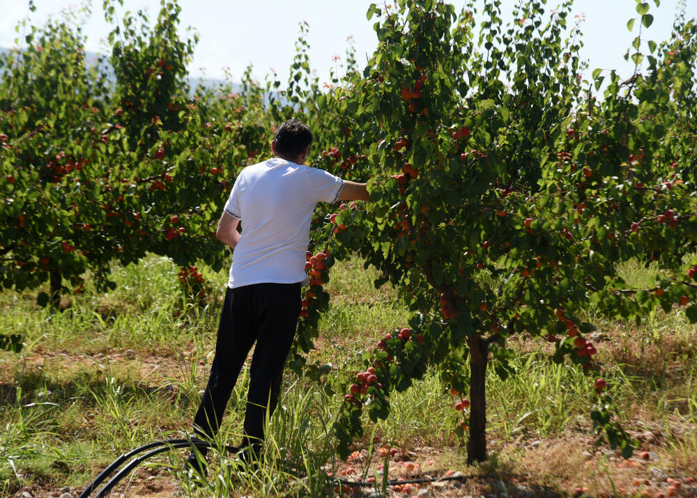 <p>Državni sekretar Budimir Mugoša je rekao da bi bilo pitanje i da li bi za sanaciju štete bio dovoljan i cijeli agrobudžet Ministarstva, zbog čega bi bilo potrebno da Vlada odobri dodatni novac</p>