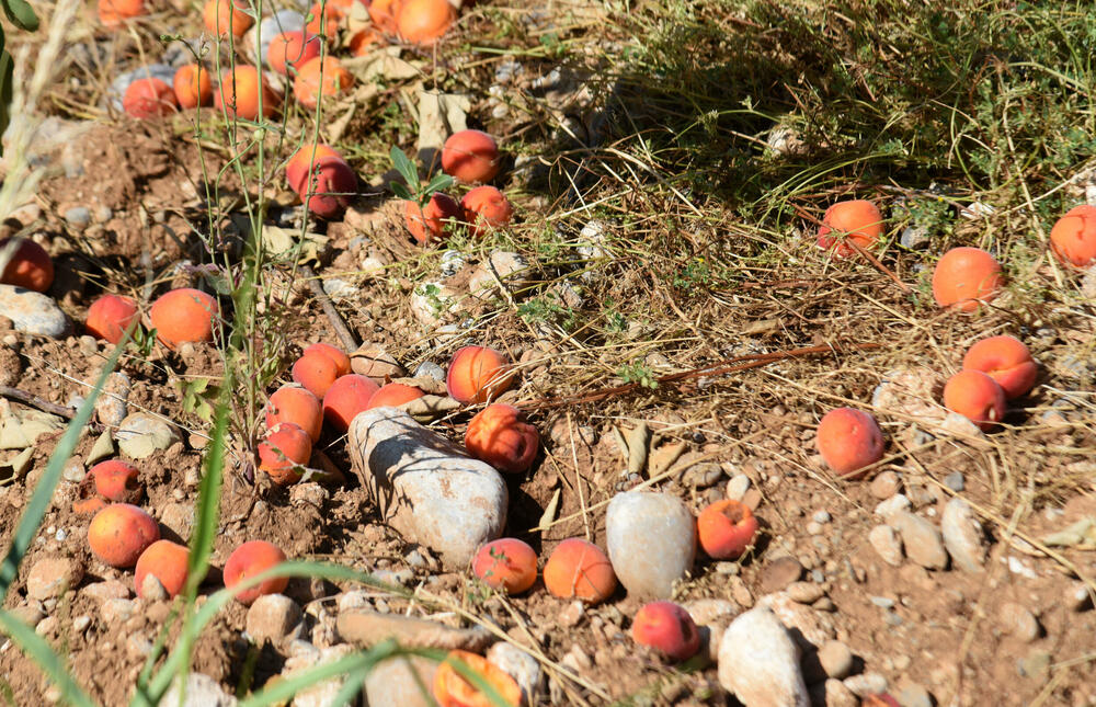 <p>Državni sekretar Budimir Mugoša je rekao da bi bilo pitanje i da li bi za sanaciju štete bio dovoljan i cijeli agrobudžet Ministarstva, zbog čega bi bilo potrebno da Vlada odobri dodatni novac</p>