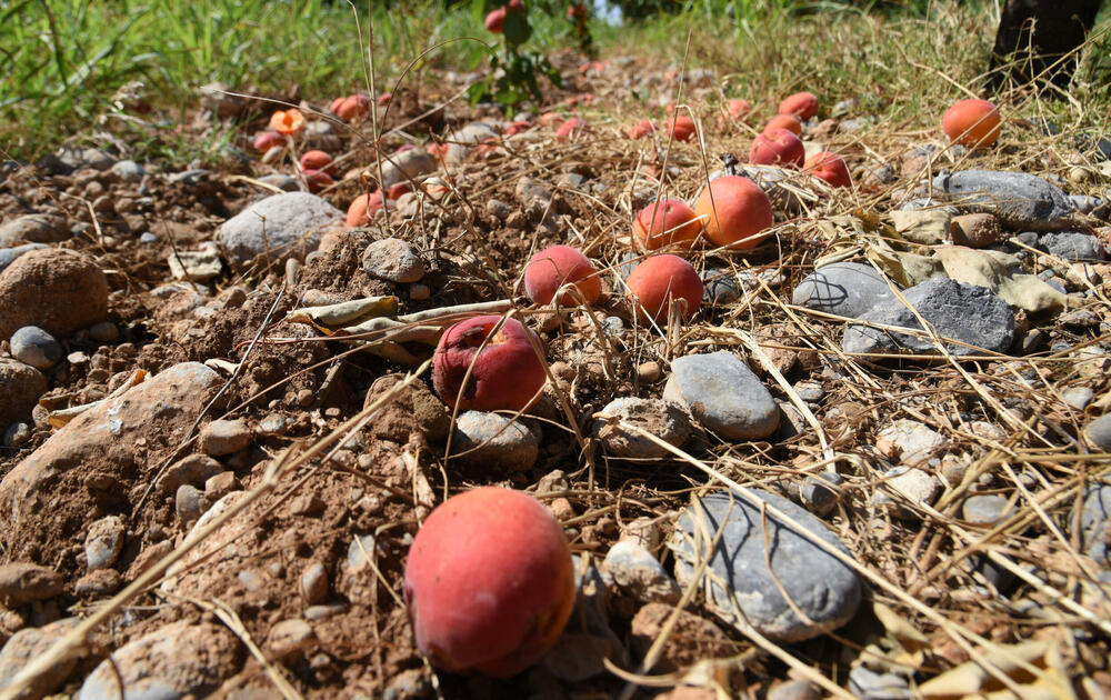 <p>Državni sekretar Budimir Mugoša je rekao da bi bilo pitanje i da li bi za sanaciju štete bio dovoljan i cijeli agrobudžet Ministarstva, zbog čega bi bilo potrebno da Vlada odobri dodatni novac</p>