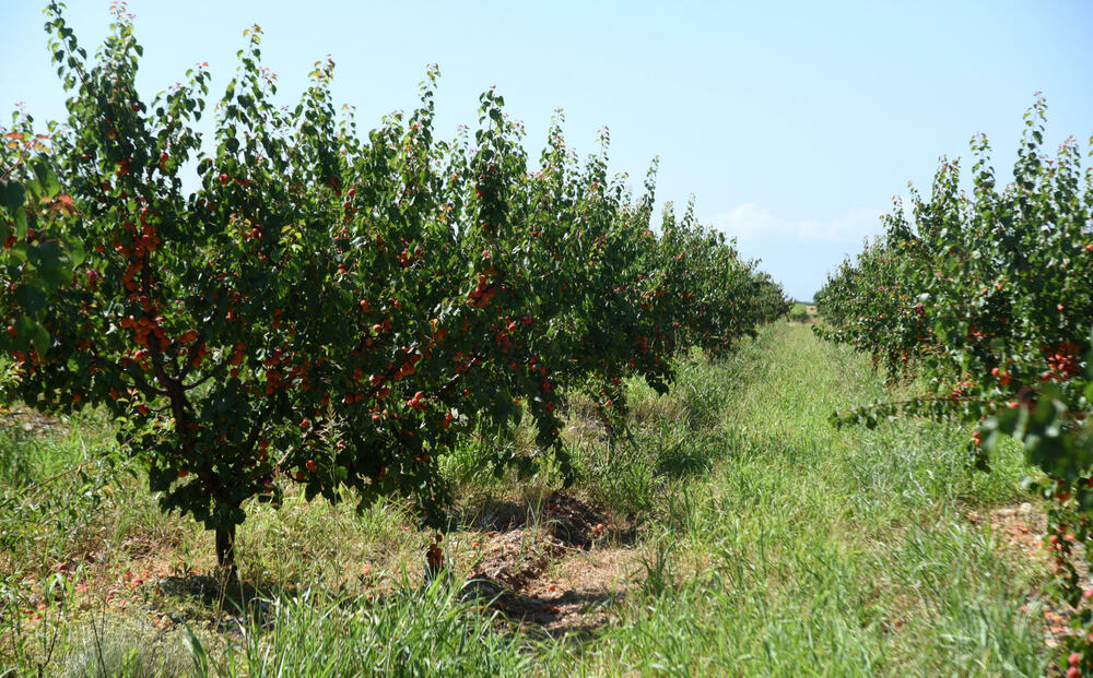 <p>Državni sekretar Budimir Mugoša je rekao da bi bilo pitanje i da li bi za sanaciju štete bio dovoljan i cijeli agrobudžet Ministarstva, zbog čega bi bilo potrebno da Vlada odobri dodatni novac</p>